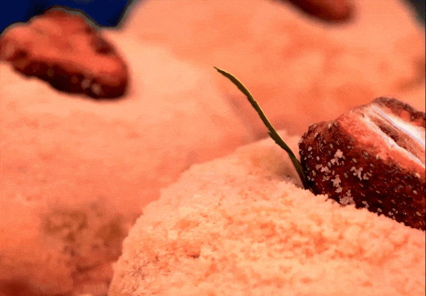 9263a79901a14377d7ed6aa05002d617_1765761577_2263.gif 9263a79901a14377d7ed6aa05002d617_1765761577_2263.gif